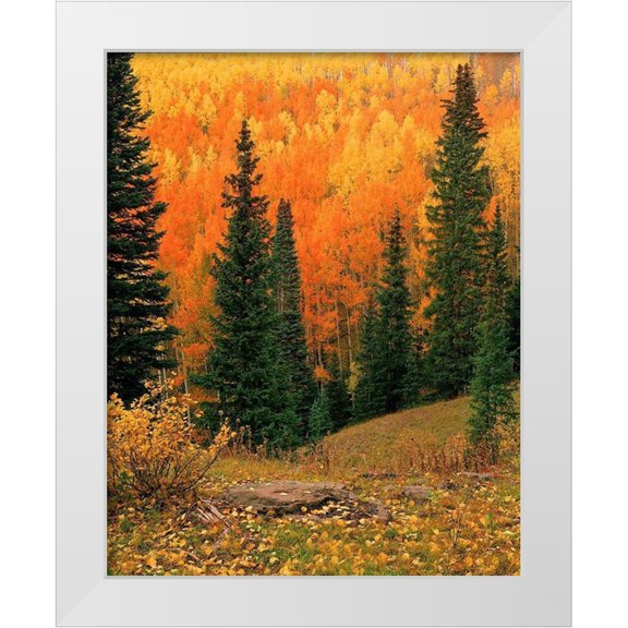SMO 26x32 White Modern Wood Framed Museum Art Print Titled - Hillside of Fall color-orange and gold Aspen trees in the Colorado Rocky Mountains
