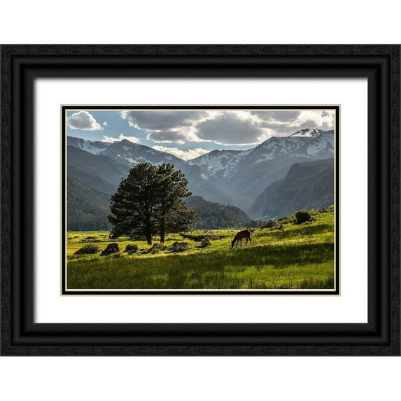 SMO 32x23 Black Ornate Wood Framed with Double Matting Museum Art Print Titled - A lone deer grazes in the security of Rocky Mountain National Park in the Colorado Rocky Mountains