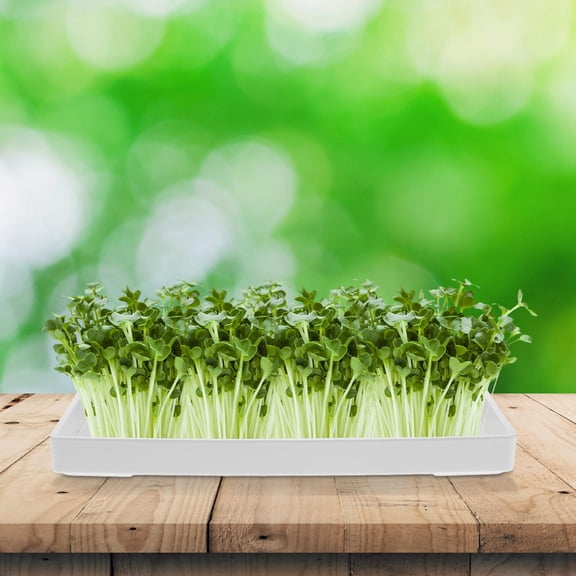 SOPOTUTU Sprout Trays Rectangle Mason Jar Sprouting Tray for Indoor Planting Simple Structure 1Pack 8.7X5.1X0.8In