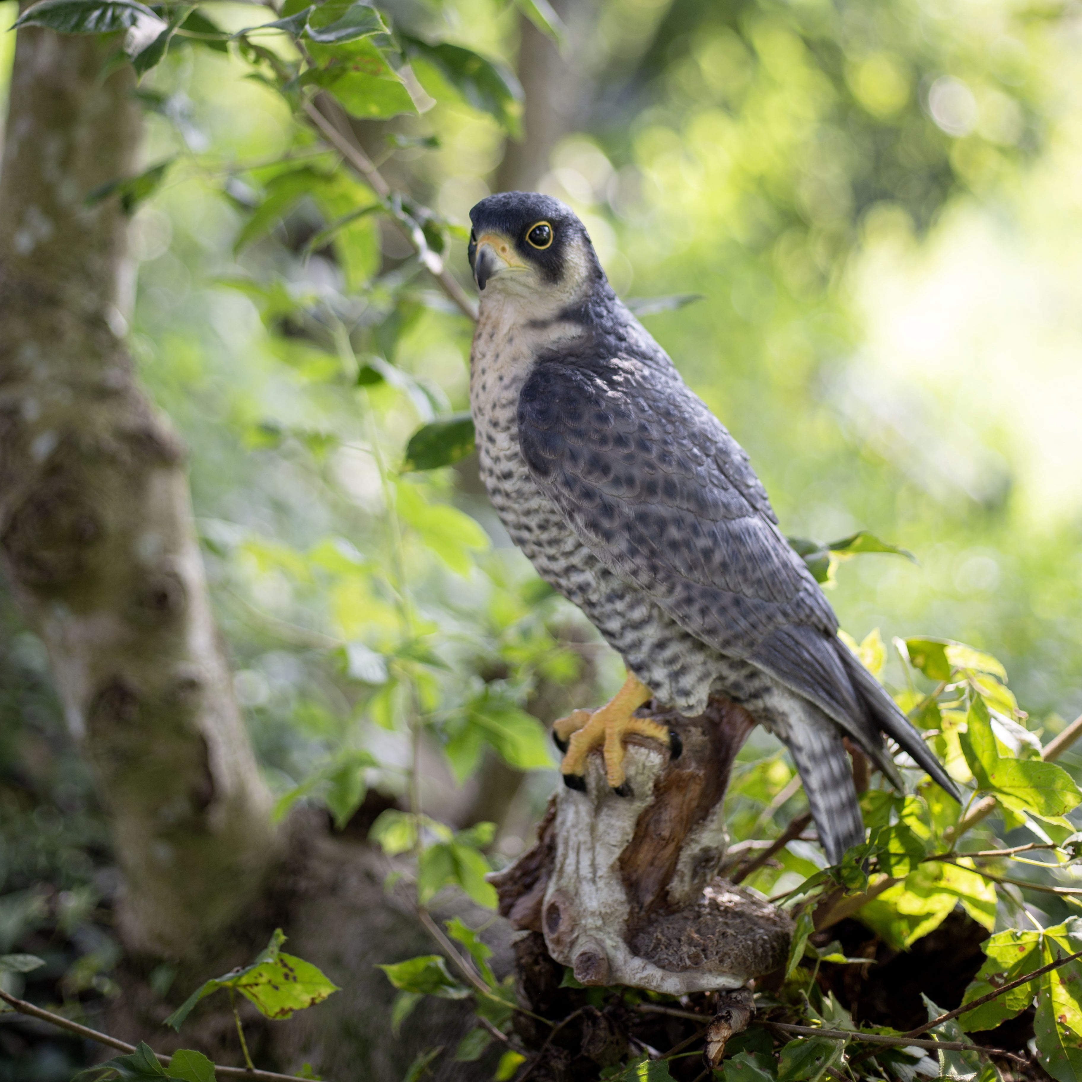 SOREAL Brown Peregrine Falcon on branch | Handcrafted Decorative Bird Statue for Home & Garden | Premium Polyresin, Weather-Resistant Indoor/Outdoor Indoor/Outdoor Decor