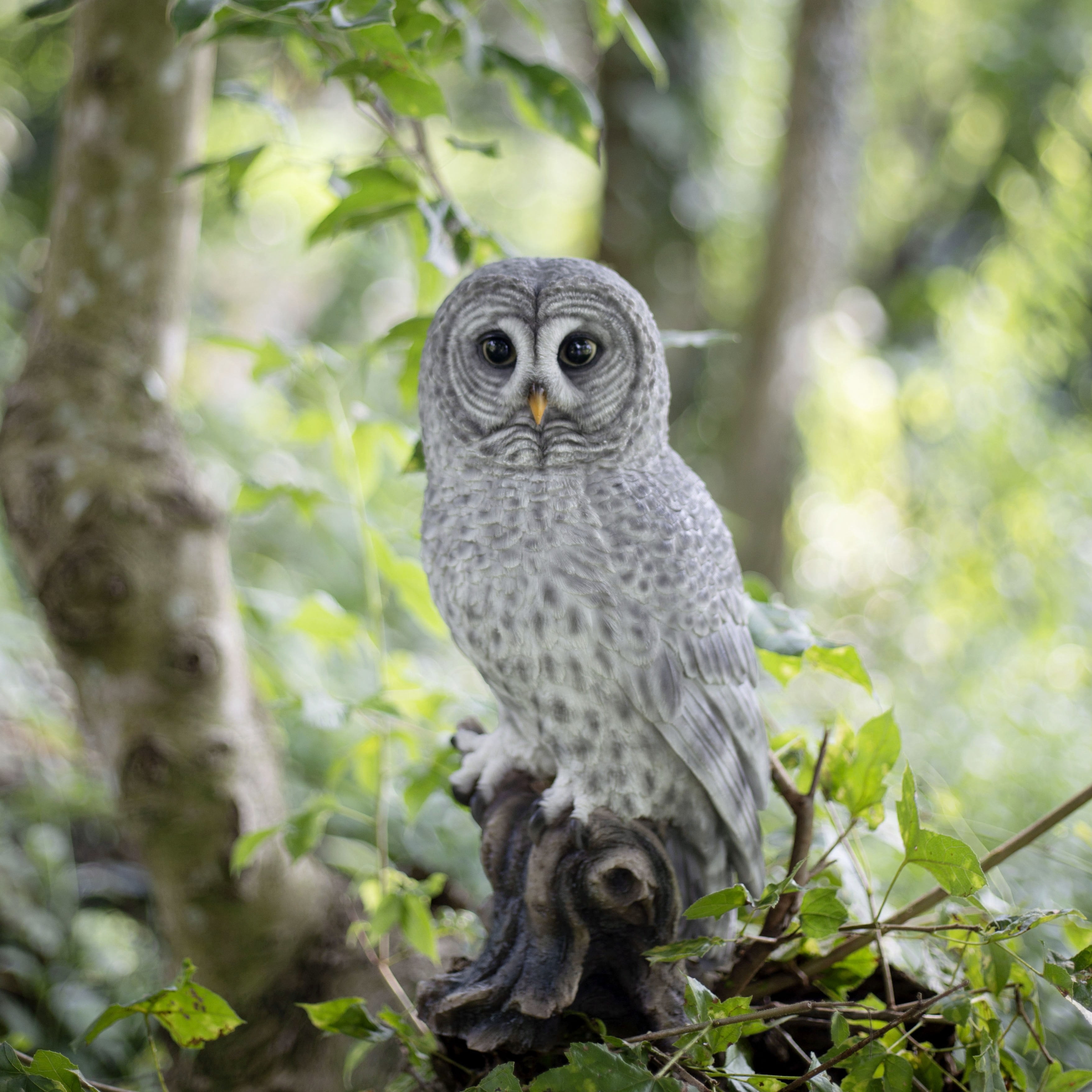 SOREAL Grey tawny Owl on branch | Handcrafted Decorative Bird Statue for Home & Garden | Premium Polyresin, Weather-Resistant Indoor/Outdoor Decor