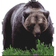 thumbnail image 1 of SP12131 Pouncing Brown Bear, 1 of 1