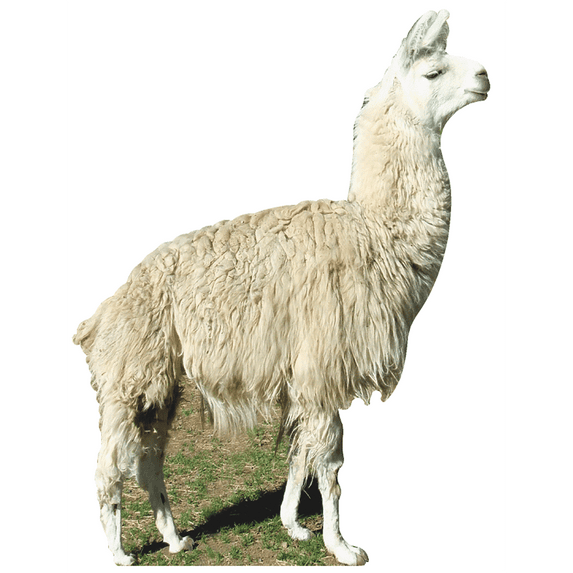 SP12134 Llama Cutout