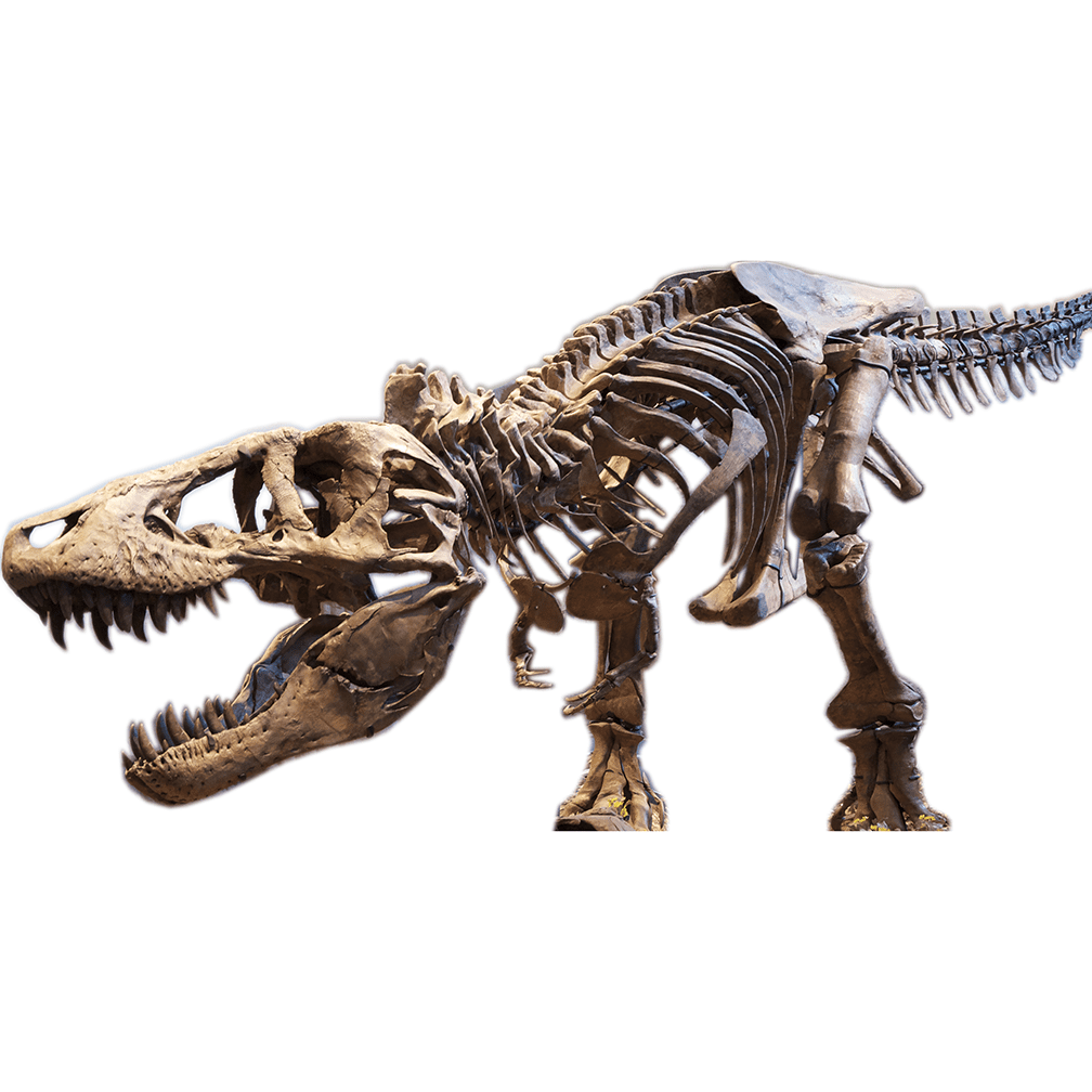 Tyrannosaurus Rex T-rex Skeleton Cardboard Standup