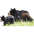 thumbnail image 1 of SP12470 American Black Bear Mama and Cub, 1 of 1