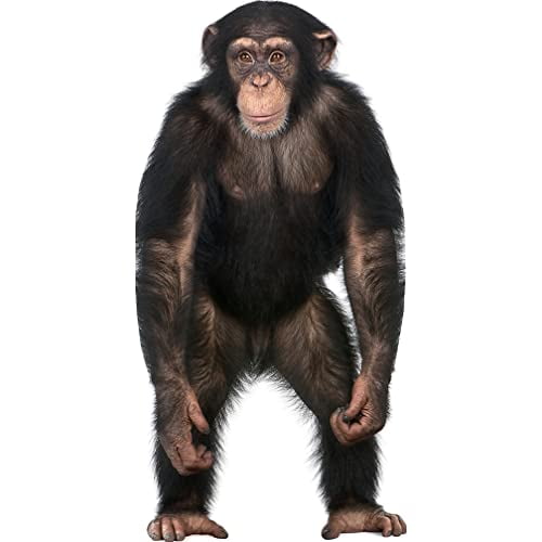 Chimpanzee Animal Prop Cardboard Cutout Standee, 40x20 Inches