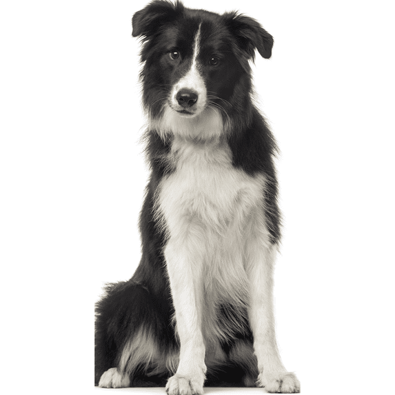 SP12548 Collie Dog Scotch Collie Rough Collie Prop Cardboard Cutout Standee Standup