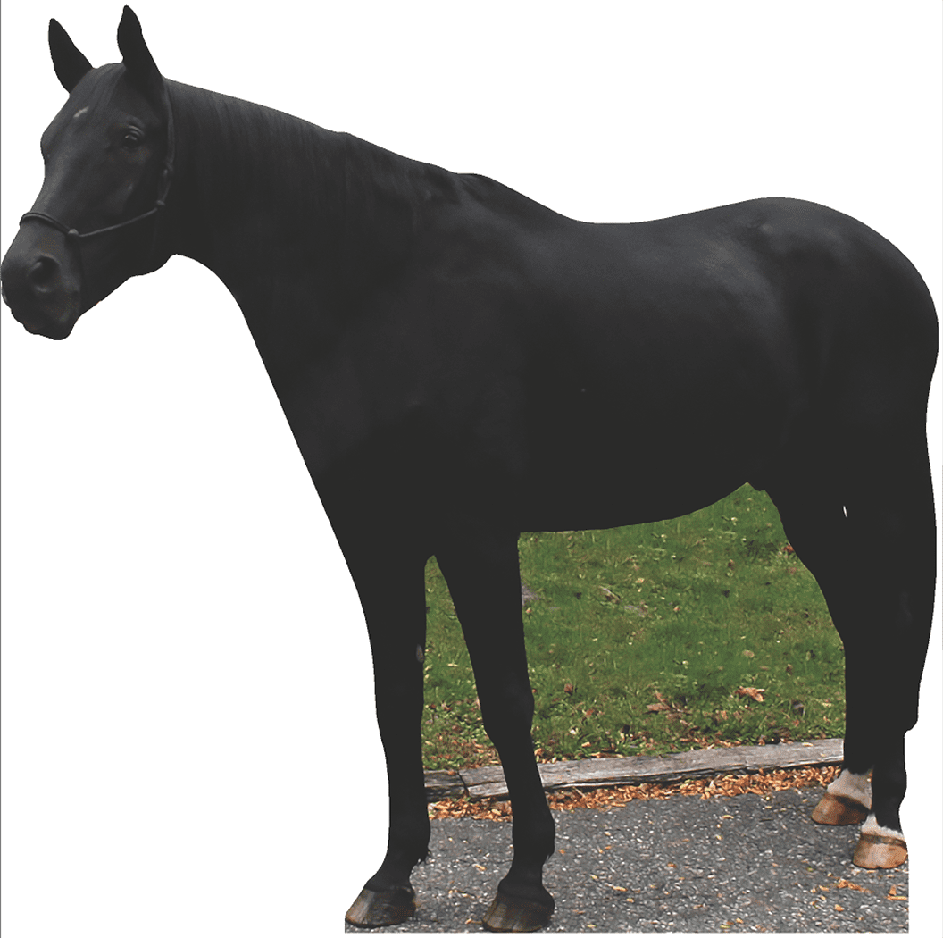 SP12593 Lifesize Black Horse Cardboard Cutout Standee Standup 