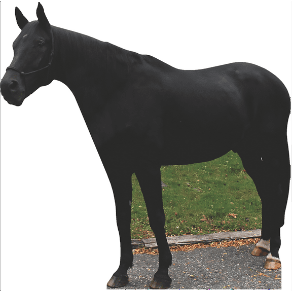 SP12593 Lifesize Black Horse Cardboard Cutout Standee Standup
