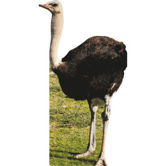 SP12879 Lifesize Ostrich Flightless Bird Dee Animal Cardboard Cutout Standee Standup