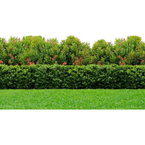 SP13309 Garden Hedge Trees Bush Lawn Grass Backdrop Cardboard Cutout Standee Standup
