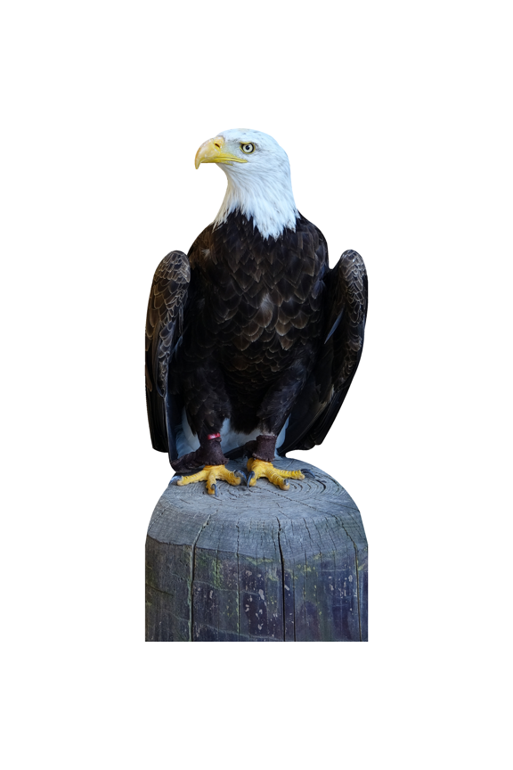 SP13705 Bald Eagle Life Size Perched Tree Stump Cardboard Cutout Standee Standup