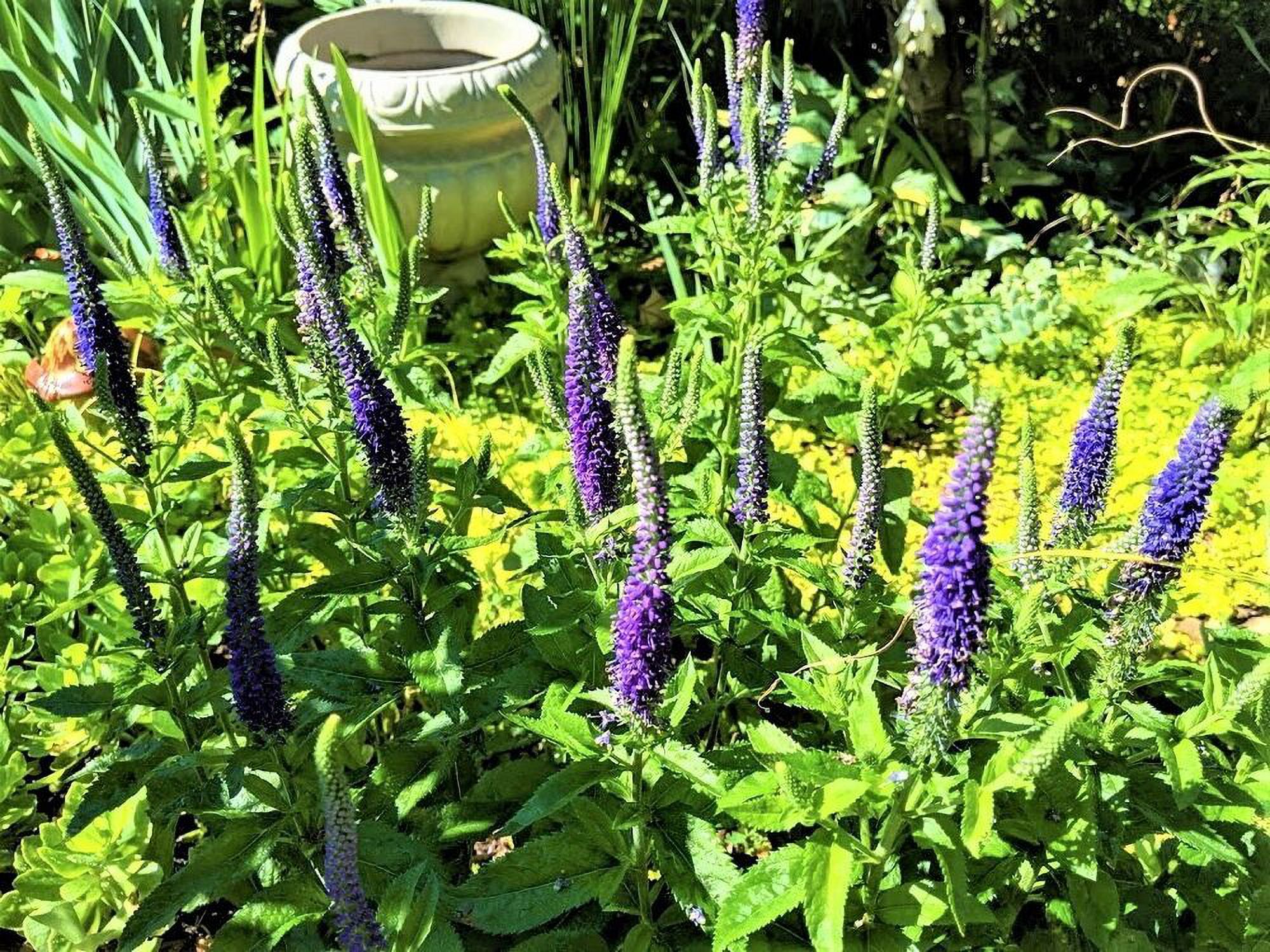 SPEEDWELL "Royal Candles" VERONICA Perennial 2 Plants