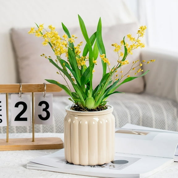 SPOORYYO Transparent Water Storage Self-Absorbing Plastic Flower Pot - Small Potted for Indoor Living Room Desktop, Must-Have for Green Lovers (White/Clear/Beige/Gray/Blue/Orange, 11.5x10cm, 66g)