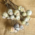 thumbnail image 1 of SPRING PARK 1 Bouquet Natural Dried Fruit Flower Bouquet DIY Wedding Party Floral Art Home Decor, 1 of 7