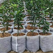 SPRING PARK 100Pcs/Set Plant Grow Bags Pot Fabric Pouch Nursery Seed Raising Bag Garden