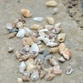 thumbnail image 1 of SPRING PARK Approx 40 Pcs Miniature Dollhouse Sea Shell Bonsai Lanscape DIY Decor, 1 of 6