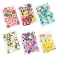 thumbnail image 1 of SPRING PARK Pressed Mixed Organic Natural Dried Flowers DIY Art Handicraft Gift Decoration, 1 of 6