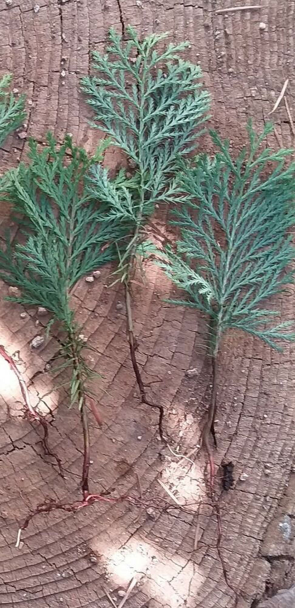 SPRING SPECIAL!!! 10 Incense Cedar Tree Seedlings Bare Root Plants