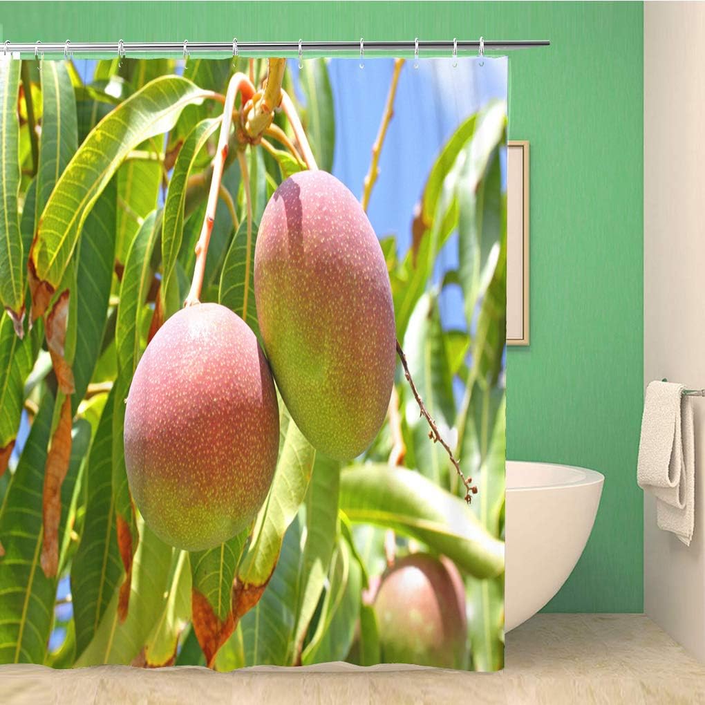SPXUBZ Green Mango Mangoes Branch of Tree Ripe Fruit Plant 72x72 Inches