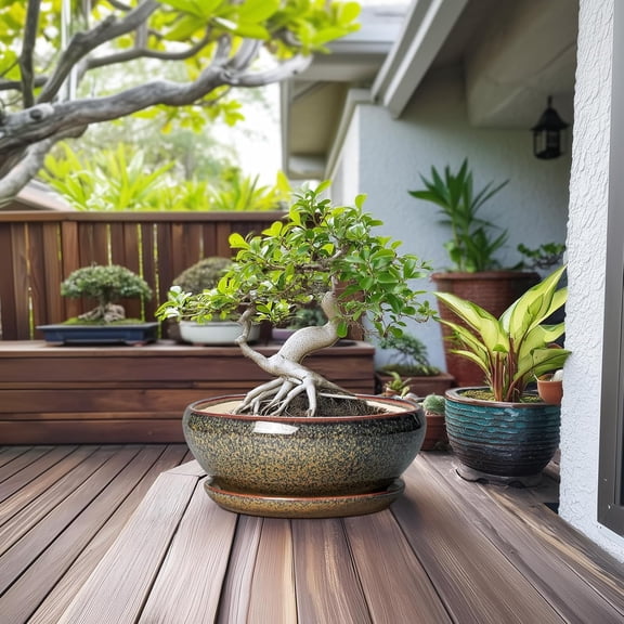 SQOWL Ceramic Bonsai Pots - 12 Inch Succulent Pots with Drainage Hole and Saucer, Large Succulent Planters, Shallow Planter Indoor Outdoor, Round Planter Bowl, Home Decor, Gift for Plant Lover, Brown