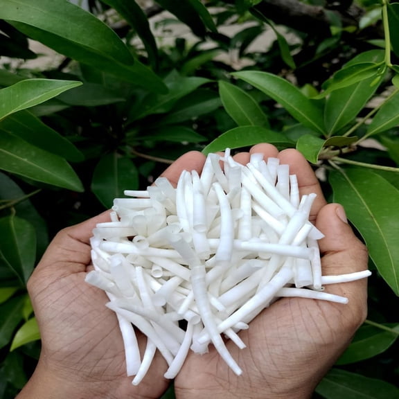 ST. JOHN'S EXIM Dentalium Shells 1.502 Inch, 2.2 lbs (1 kg), for Jewelry, Crafts & Decor