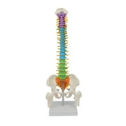 STARTIST Human Spine Model Anatomical Model Pelvic Model, Teaching Aids Skeleton Model Colored Vertebrae, for Educational Learning Study