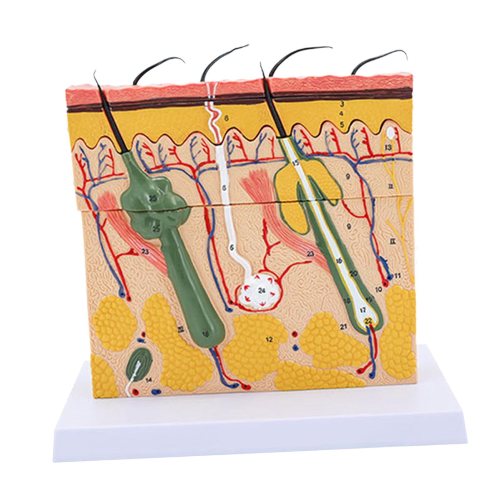 STARTIST Skin Diagram Layers Model PVC with Structure Model Human Skin Model for Study Teaching ...
