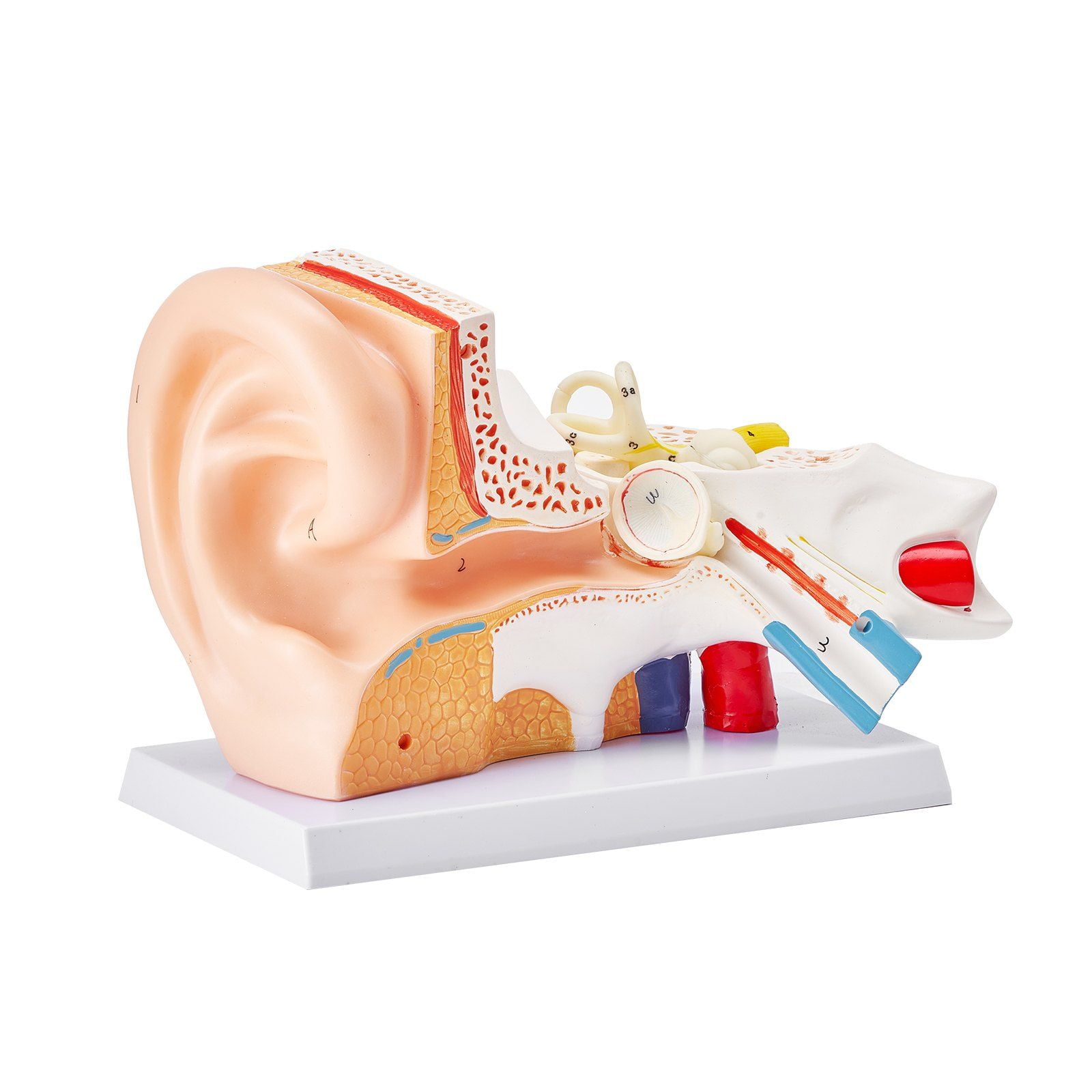 STAWAY Human Ear Anatomy Model - 5X Enlarged PVC Ear Model for ...