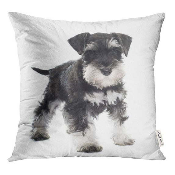 STOAG Black Puppy Miniature Schnauzer in Front of Dog Pet Throw Pillowcase Cushion Case Cover 20x20 inch