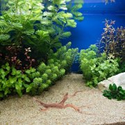 STOBOK Realistic Natural Driftwood Aquarium Decor Wooden Fish Tank Ornament 3Pcs