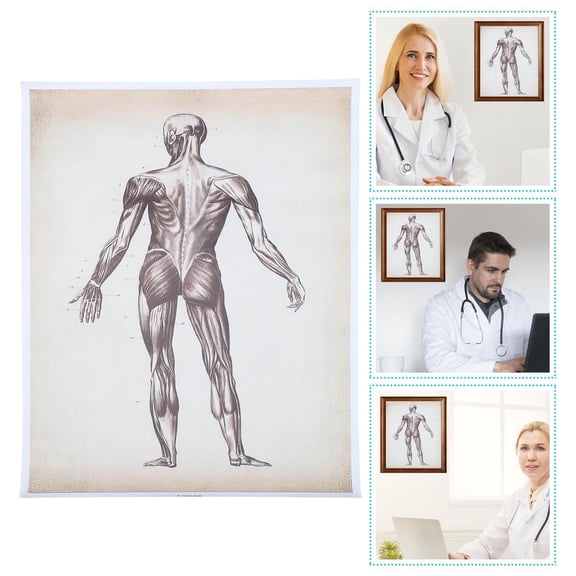 STRANDCHIC Anatomy Chart Canvas Wall Poster for Classroom Use with Clear Printed Labels and Material