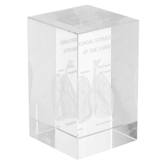 STRANDCHIC Human Anatomy Model 3D Human Lung Anatomical Model Transparent Crystal Glass 1Pcs for Office Display