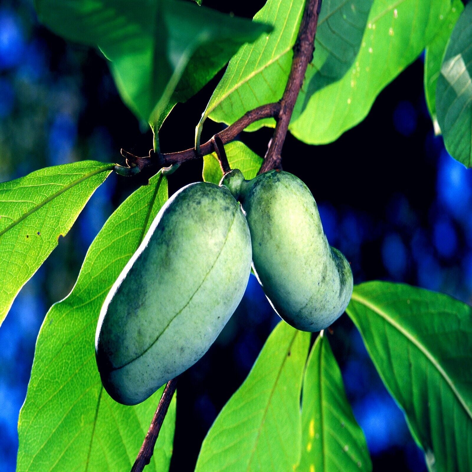 STRATIFIED PAW PAW FRUIT TREE SEEDS (Asimina Triloba) INDIAN BANANA