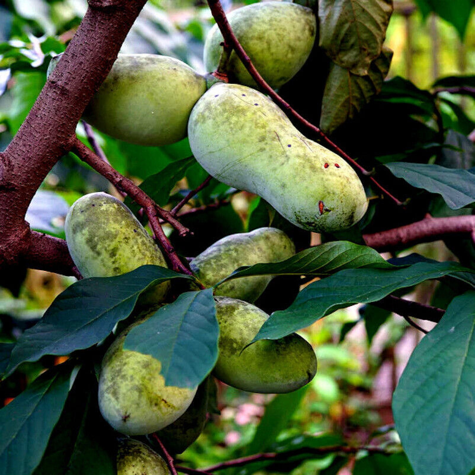 STRATIFIED PAW PAW FRUIT TREE SEEDS (Asimina Triloba) INDIAN BANANA