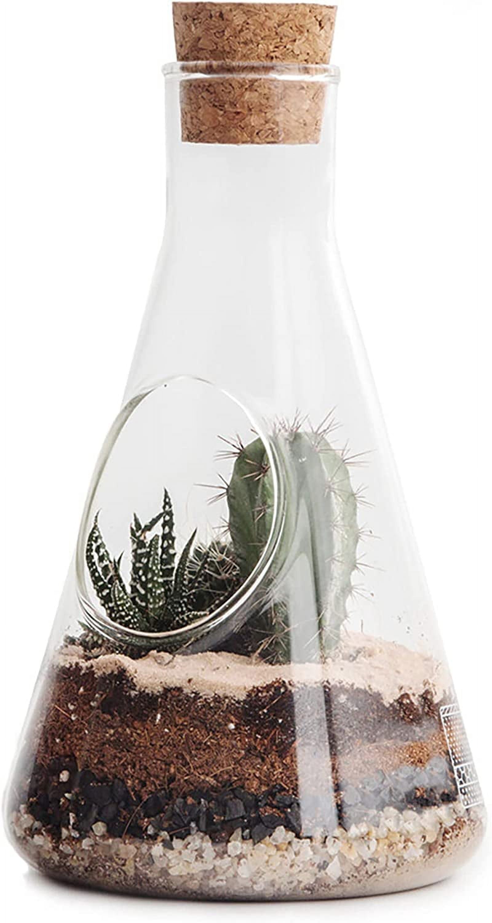 SUCK Uk Terrarium Chemistry Set Flask Terrarium Kit for Indoor Plants Soil Succulent Mini Ecosystem