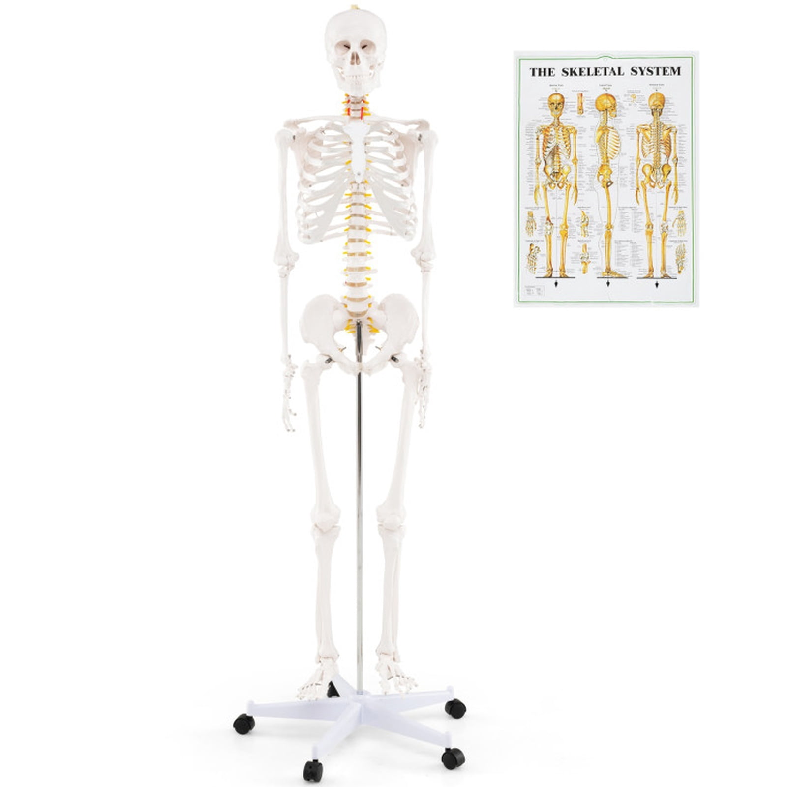 SUGIFT 70.8 Inch Life Size Human Skeleton Model for Anatomy with Removable Skull Cap Movable Jaw Extractable Teeth and 5 Claw Rolling Metal Base for Classroom