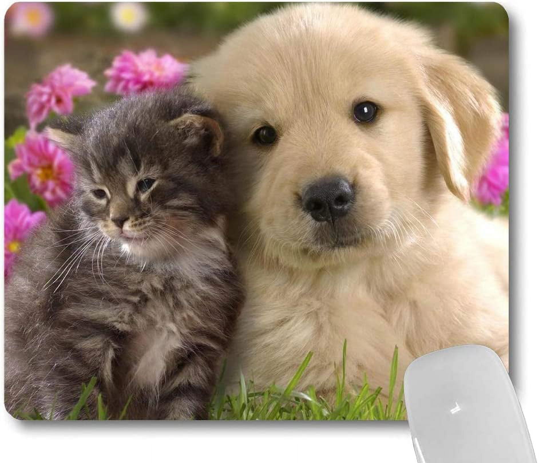 https://i5.walmartimages.com/seo/SUNENAT-Golden-Retriever-Puppy-and-Kitten-Snuggle-Together-in-The-Garden-Mouse-Pad-Cute-Cat-Dog-Pets-Animal-Mouse-Pads-Custom-Funny-Design_89680025-ae68-4c7f-b4ce-fd190328f0eb.9398d966c09947adaef7cf1c20c8f262.jpeg