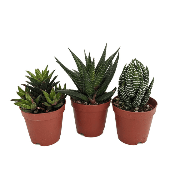 SUPER SALE - Haworthia Collection 3 Plants - 2" Pot
