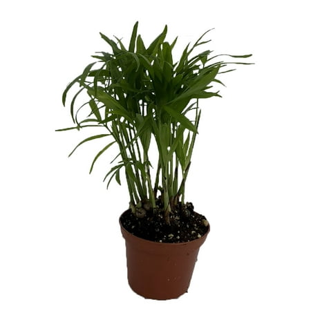 SUPER SALE - Victorian Parlor Palm - Neanthe Bella Palm - 2.5" Pot