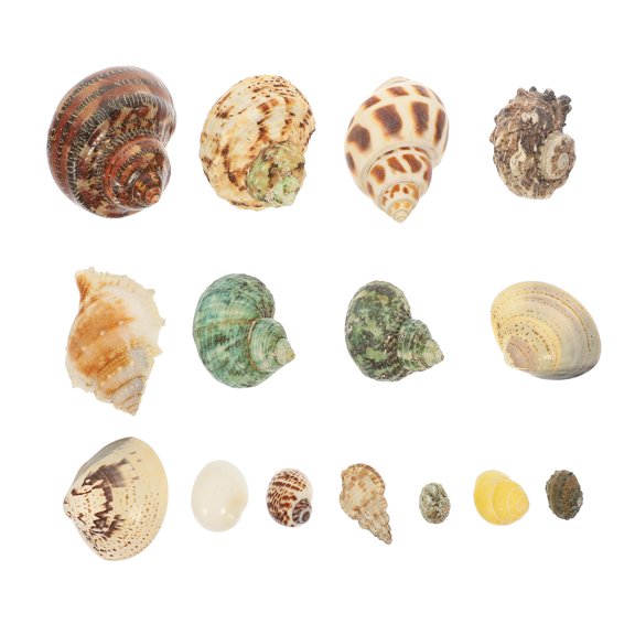 SWETRACE 1Set Natural Sea Conch Shell Decor for Aquarium Fish Tank Aquatic DIY Craft Accessories