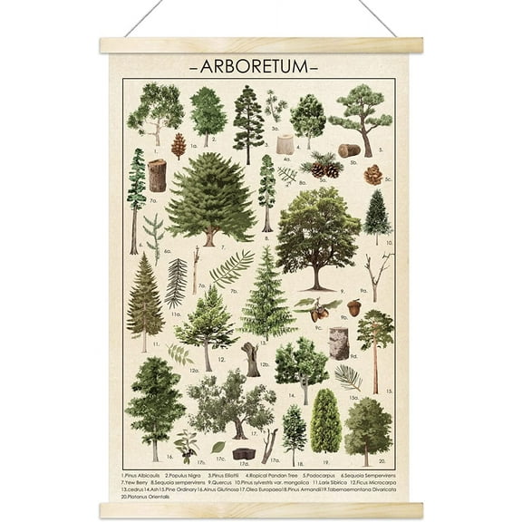 SYDposter Vintage Tree Poster Plant Wall Art Prints Rustic Style of Arboretum Wall Hanging Illustrative Reference Chart Poster for Living Room Office Classroom Bedroom Playroom Dining Room Decor