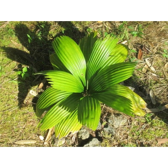 Sabinaria Palm - Live Plant in a 3 Gallon Growers Pot - Sabinaria Magnifica - Extremely Rare and Beautiful Palms from Florida