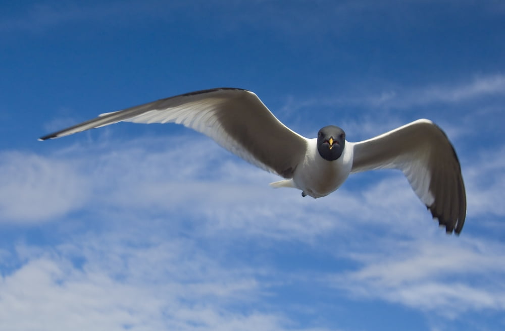 Sabines Gull In Flight North Slope Arctic Alaska Summer Canvas Art - Brian Guzzetti Design Pics (17 x 11)