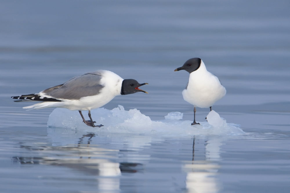 Sabines Gulls On An Iceberg Showing A Territorrial Dispute Columbia Bay Prince William Sound Southcentral Alaska Canvas Art - Milo Burcham Design Pics (38 x 24)