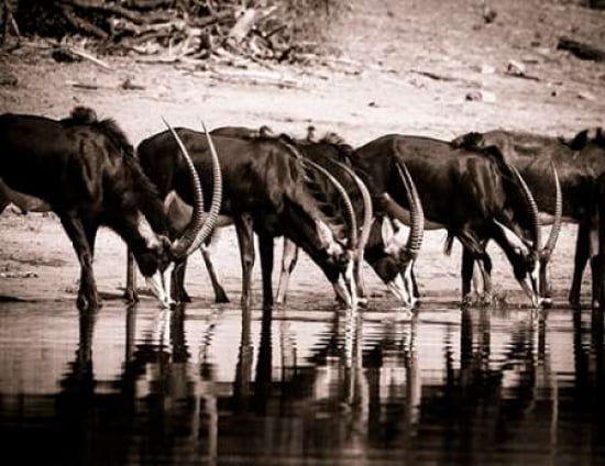 Sable Antelopes Canvas Art - Beth Wold (22 x 28)