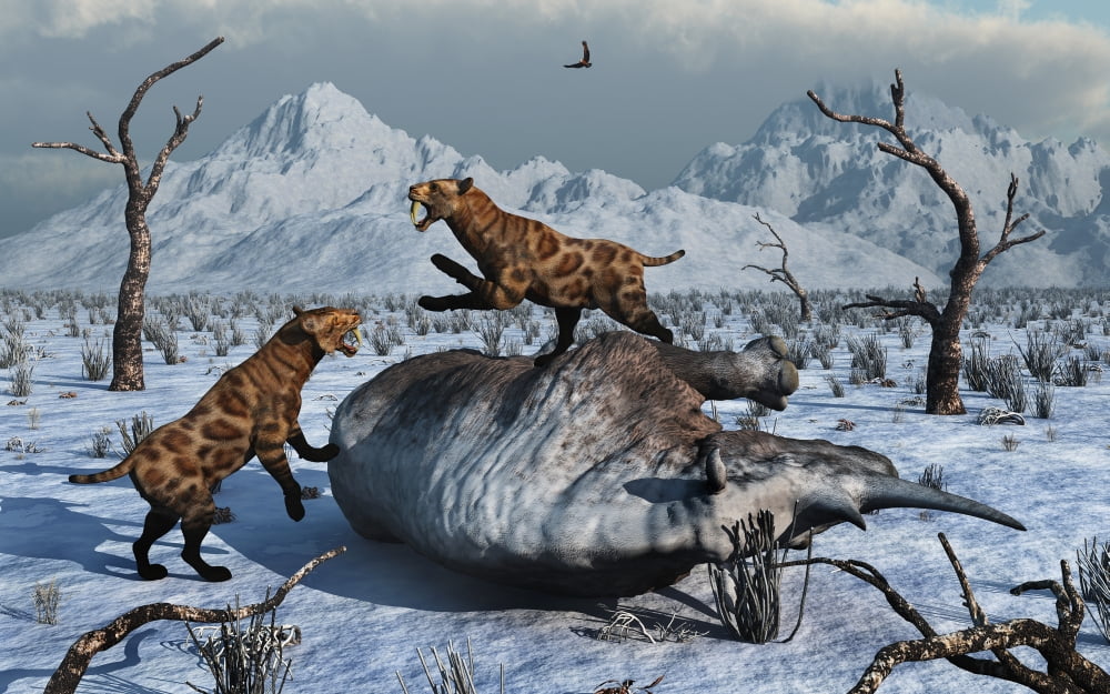 Sabre-Toothed Tigers battle over the carcass of a Woolly Rhinoceros Canvas Art - Mark StevensonStocktrek Images (36 x 23)