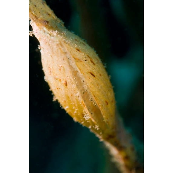 Sack of a yellow ghost pipefish with many eggs visible inside Poster Print by Mathieu Meur/Stocktrek Images (11 x 17)