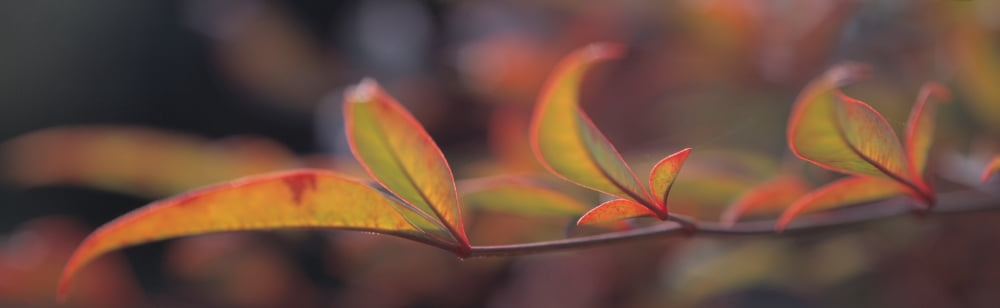 Sacred Bamboo- Autumn leaves (Nandina Domestica) Canvas Art - Panoramic Images (27 x 9)