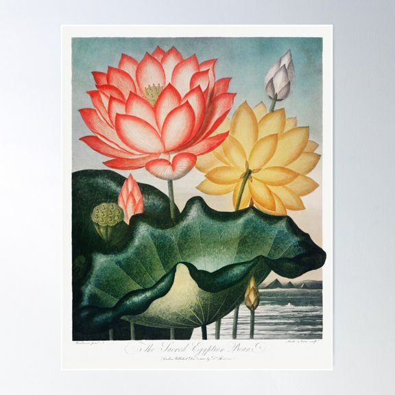 The Sacred Egyptian Bean | Sacred Lotus | Temple Of Flora | Circa 1807 | Vintage Flowers | Vintage Florals | Poster Wall Art, Modern Wall Decor For Living Room Bedroom, 24x36 UNFRAMED